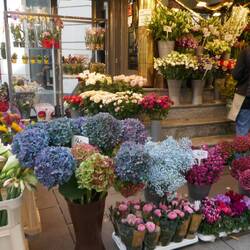 Hydrangeas wearing their autumn colours