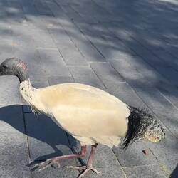 Ibis sussing out how he can get to our sarnies