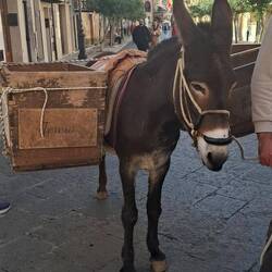 Der Esel ist für den Müllabtransport in den engen Gassen zuständig