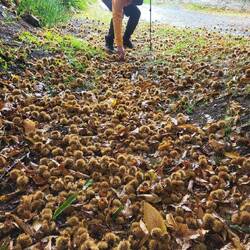 Der Weg beginnt schon mit vielen großen Maronen.