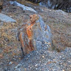 Fossilized tree