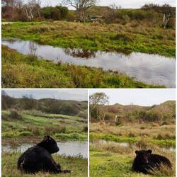 Naturschutzgebiet "De Muy"