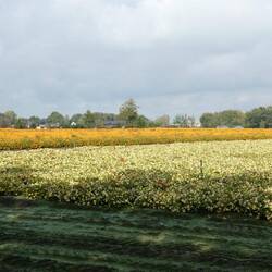 Commercial flower growing