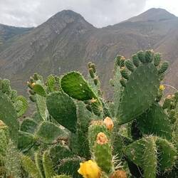 Having crossed the valley, we climb again among blooming cactuses