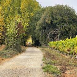 Beautiful walk today, even in the steady rain.