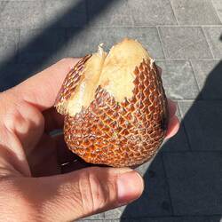 Snake fruit 🐍