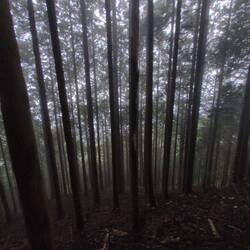 Etwas dunkel im Nebel