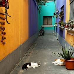 Unser Hauseingang... noch mehr 🐈