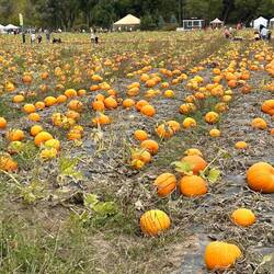 Auf der PumpkinPlantage