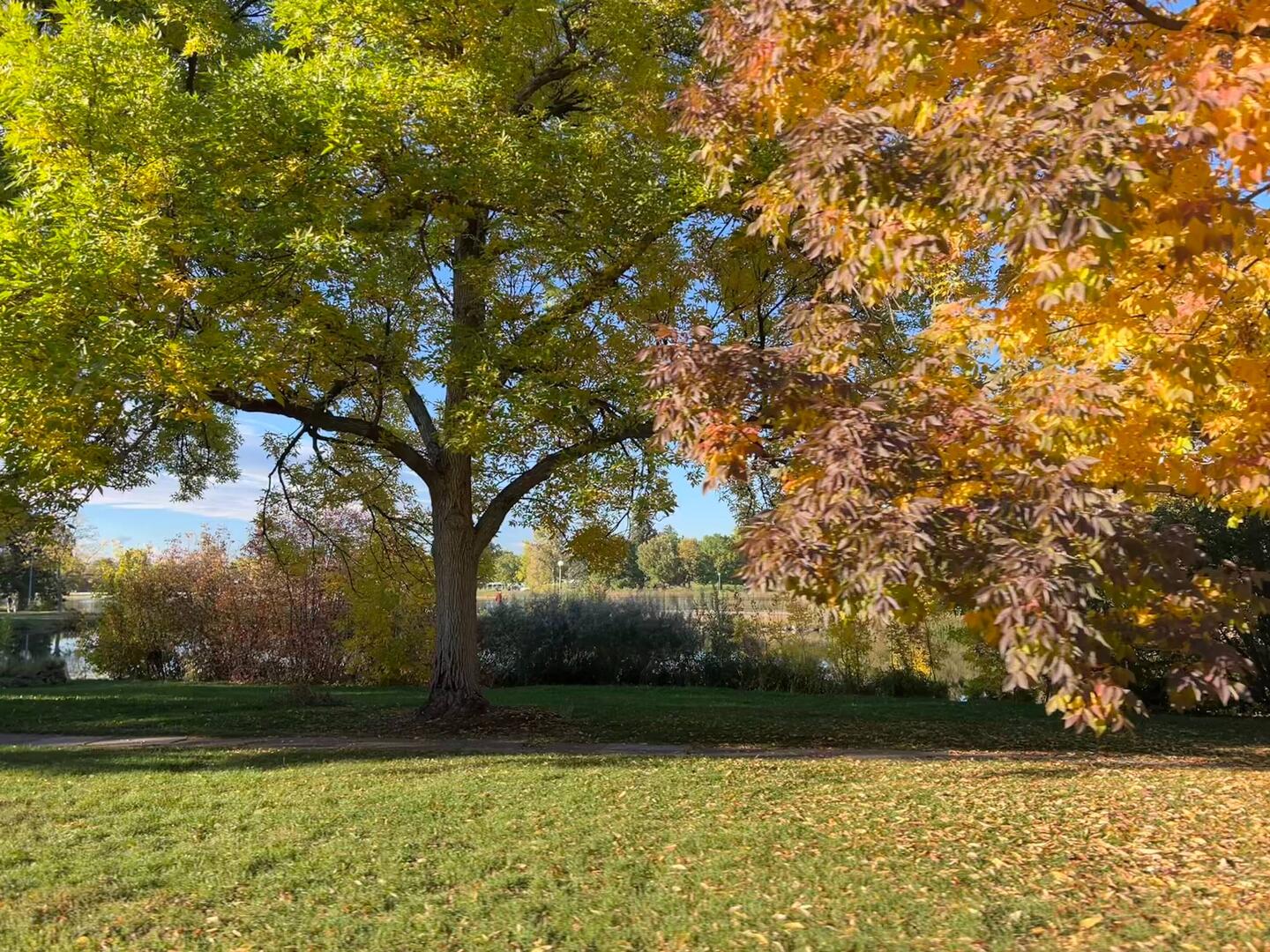 Denver zur Blattfärbung