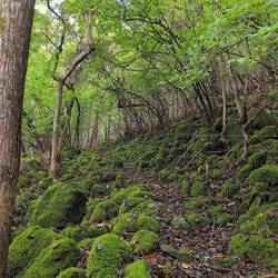 Alles grün, auch die Wege...