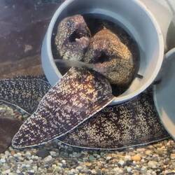 Eels like pipes