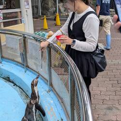 Penguin feeding