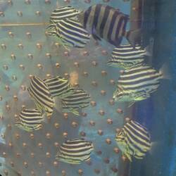 Striped fish