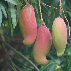 Mangos allüberall