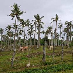 Rinderhaltung unter Palmen