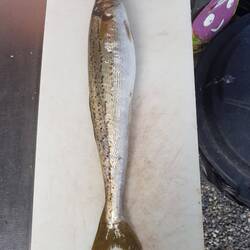 King George Whiting