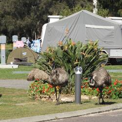 Emus wandering around the caravan park