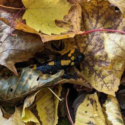 Ein Feuersalamander hat sich versteckt