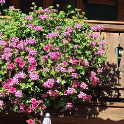 Beautiful blooms all over