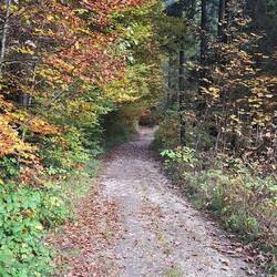 I just love these tree lined paths