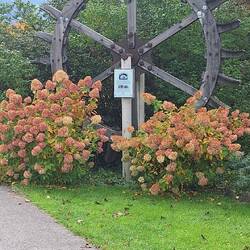 A wheel at the Old Mill near house