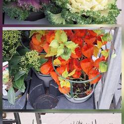 Plants for sale. Look at the colour of gooseberries