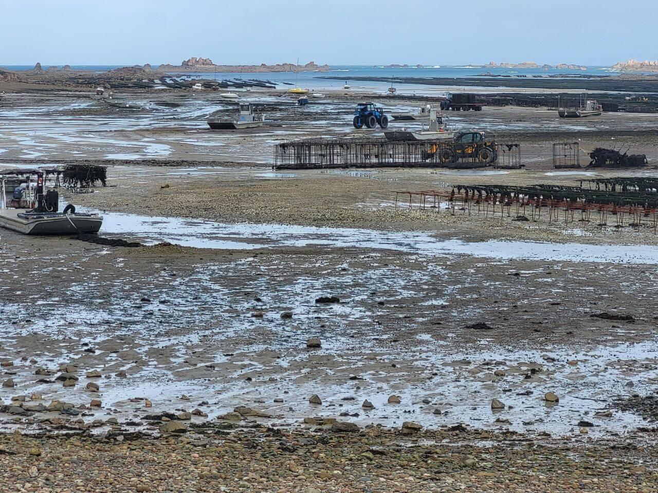 Austernbänke bei Ebbe! Hier wird gerade richtig gearbeitet.