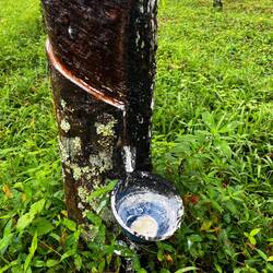 So wird Gummi gewonnen