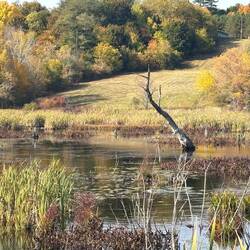 Dead tree in the middle of thr pond.