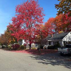 Bright red maple in the neighborhood at one end of the trail.