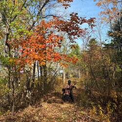 Another colorful Maple at the other end of the trail.