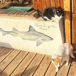 Des chats partout (un petit air de Grèce 😍)
