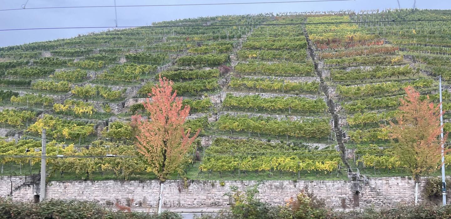 Steep vineyards - their stone steps reminding us of Nepal