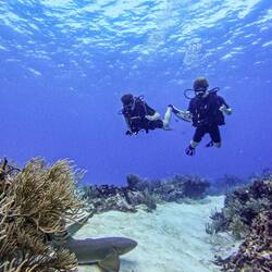 und ein Ammenhai von ganz nah