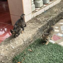 Kitten friends