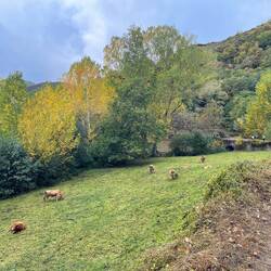 More happy Spanish cows.