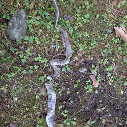 Schlangengaut (die war min. 1m lang und 4cm dick)