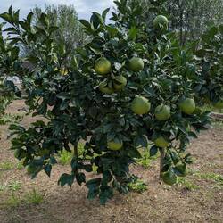 Pomelo tree
