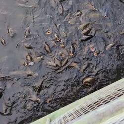 Karin and I found these carp in a canal in Kochi