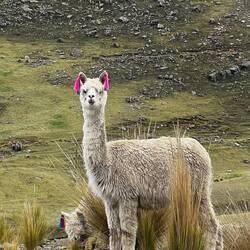 Finally, this one is prepared to pose