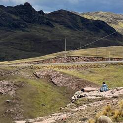 A shepherdhess watches over her alpaca flock