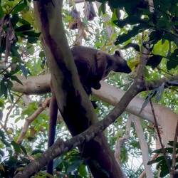 tree kangaroo