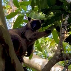 tree kangaroo