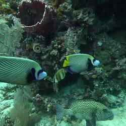 Beispiel Zählung: ein Sweetlips, zwei Buttterfly fish und die beiden großen werden nicht mitgezählt