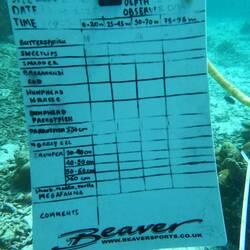 Los geht's Fische zählen