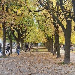 Trees in Mirabell Gardens