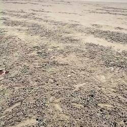 Kleine Sandblasenkrabben