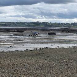 Traktorenkolonne im Watt.