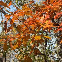 Maple leaves